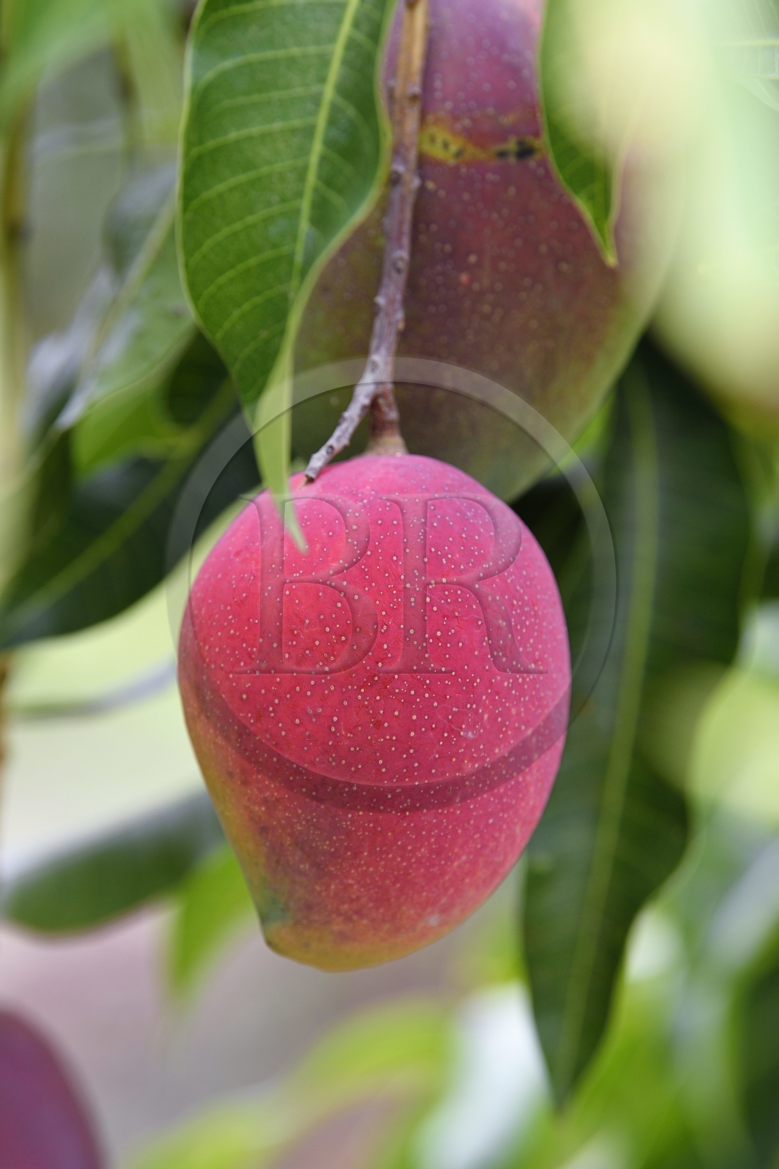 France, Reunion island (French overseas department), Saint Louis, mangoes on a mango tree