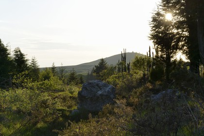 France, Finistere, Parc Naturel Regional d'Armorique (Armorica Regional Natural Park), Monts d'Arree, Brasparts, rock of Druid exorcisms of the marsh Yeun-Elez leading to the Youdig (one of the hell gates) and the Saint Michel chapel at the top of Menez Mikael in the background