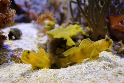 France, Finistère (29), Brest, Océanopolis