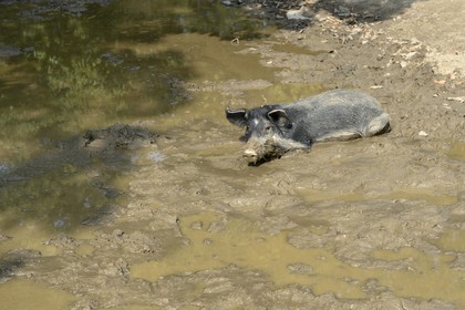 France, Haute-Corse (2B), région du Niolu (Niolo), cochon semi sauvage dans la boue