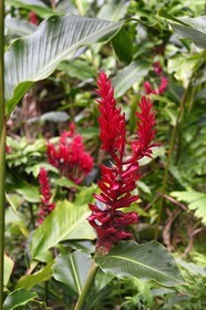 Caribbean, Dominica Island, Morne Trois Pitons National Park listed as World heritage by UNESCO, Middleham Falls, red ginger (Alpinia purpurata)