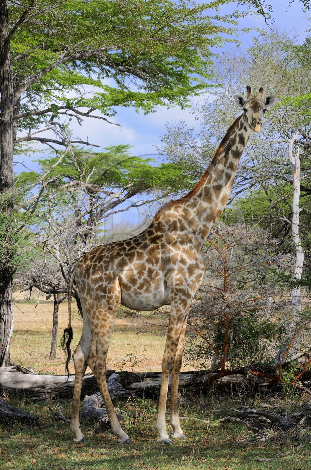 Tanzanie, Reserve de gibier de Selous une des plus grandes zones protégées au monde et inscrite sur la liste du patrimoine mondial de l’Unesco depuis 1982, girafe (Giraffa camelopardalis)