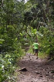 France, Ile de la Reunion, Parc National de la Réunion classé Patrimoine Mondial de l'UNESCO, Entre-Deux, sentier de randonnée vers la rivière Bras de la Plaine