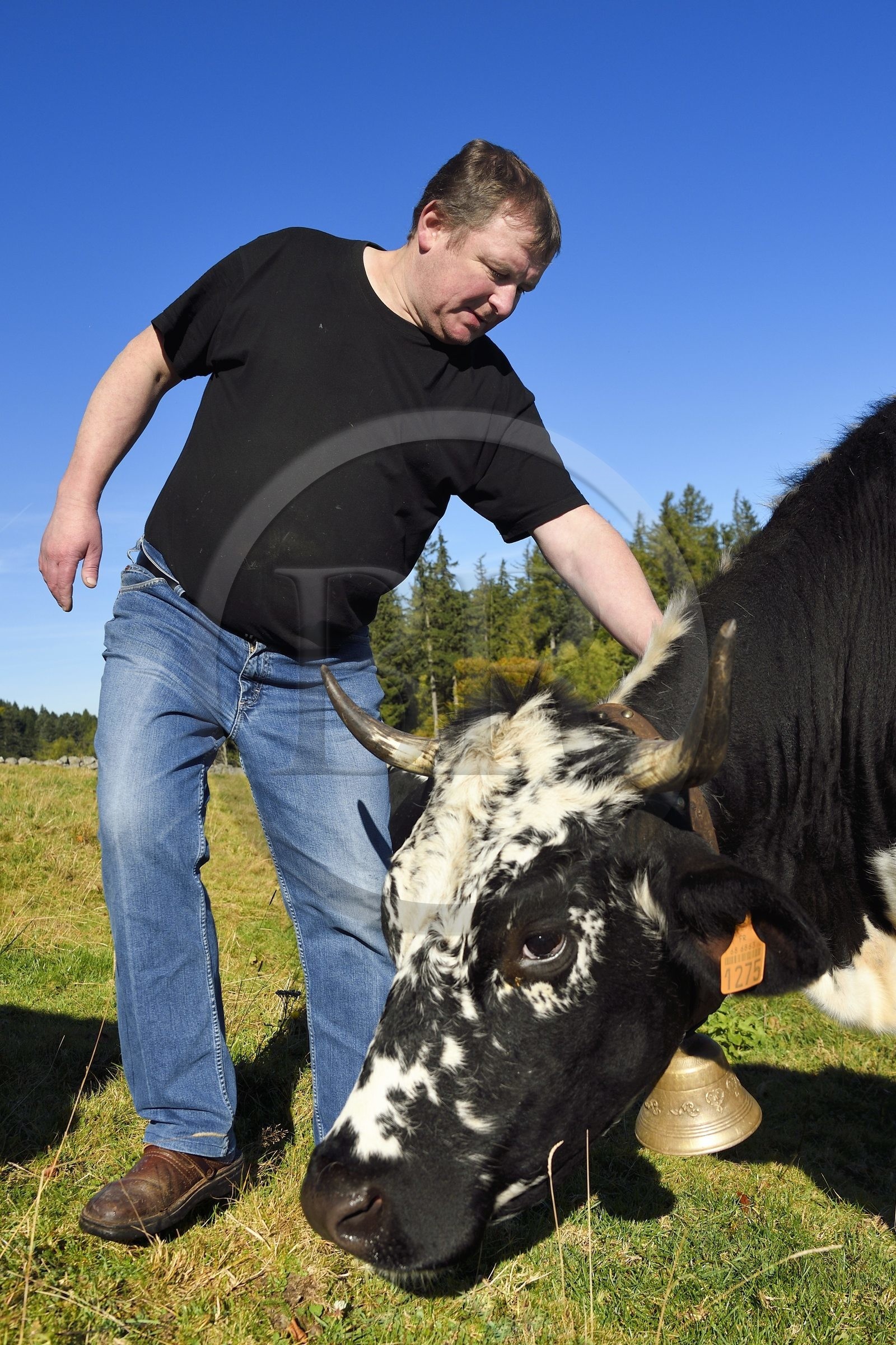 France, Haut-Rhin (68), Wasserbourg, Ferme-auberge Buchwald, le marcaire Michel Wehrey avec ses vaches de race vosgiennes