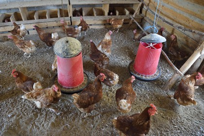 France, Var (83), Provence Verte, Correns, 1er village bio de France, le Poulailler de Lea, poules pondeuses de l'agricultrice bio Lea Brunet