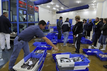 France, Loire-Atlantique (44),  port de La Turballe, la criée