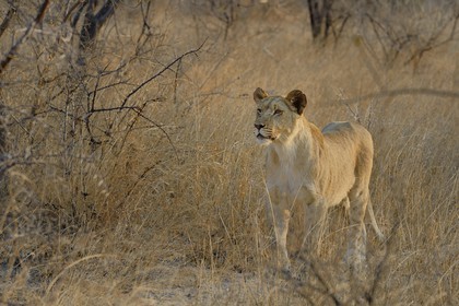 Zimbabwe, province des Midlands, Gweru, Antelope Park qui abrite ALERT (African Lion and Environmental Research Trust), jeune lionne (panthera leo)