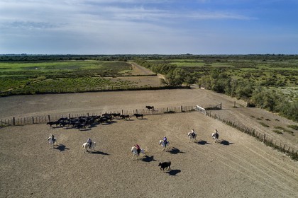 France, Bouches-du-Rhône (13), Parc naturel régional de Camargue, manade Jacques Mailhan, taureau camarguais appellé Raço di Biou, les gardians trient les taureaux (vue aérienne)