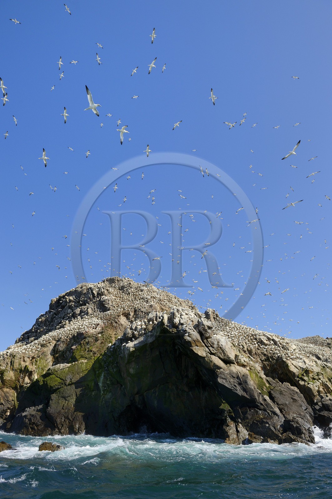 France, Côtes-d'Armor (22), Perros-Guirec, archipel et réserve ornithologique de Sept-Iles, Ile Rouzic, colonie de fous de Bassan (Morus bassanus), unique point de nidification en France pour plus de 20000 couples