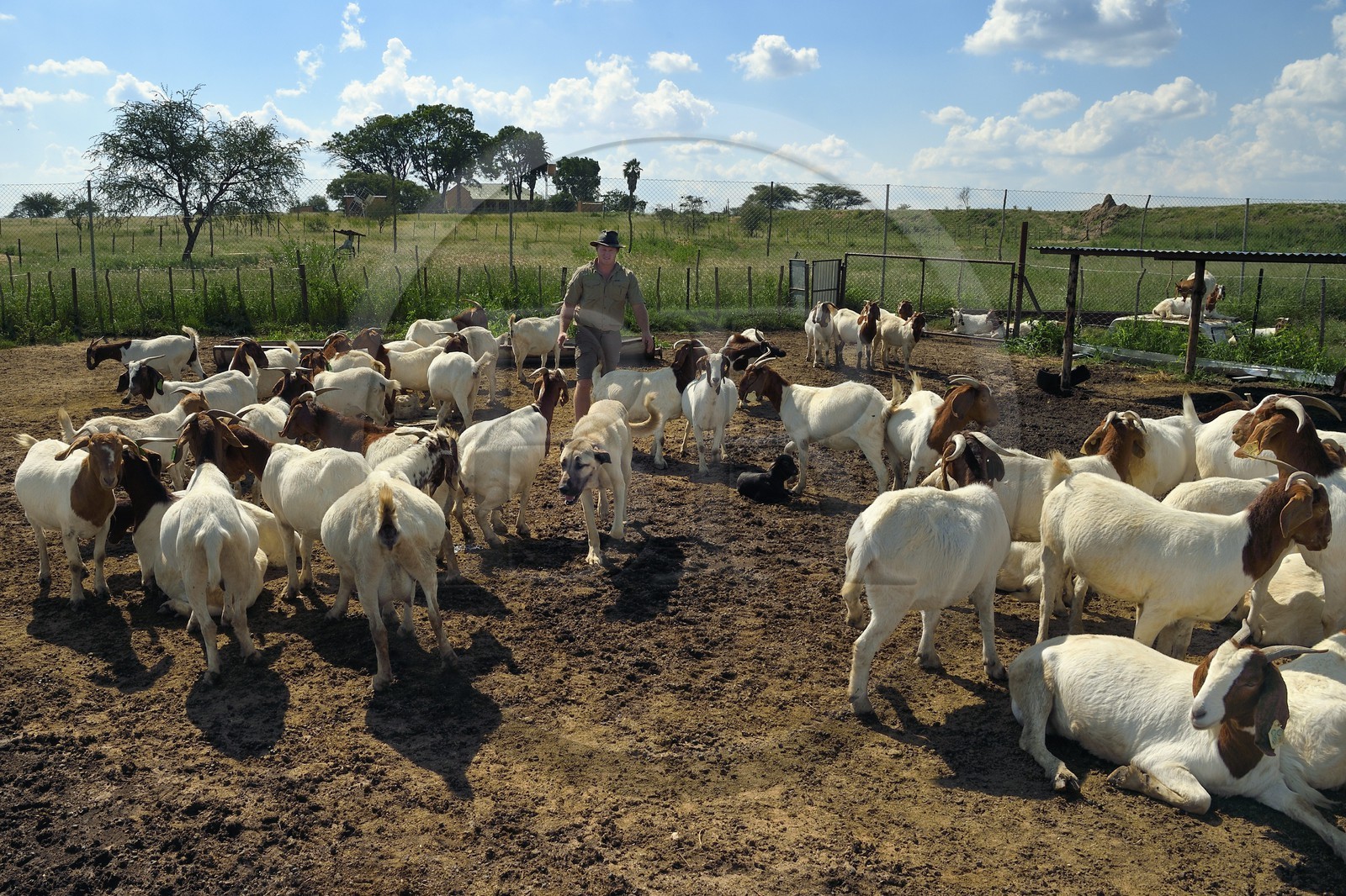 Namibie, Otjiwarongo, le Livestock Guarding Dog Program (programme chien de garde du bétail) du Cheetah Conservation Fund a été très efficace pour réduire les taux de prédation et ainsi aussi l'inclinaison des agriculteurs à piéger ou tirer sur des guépards, le fermier Paul Visser avec son chien Berger d'Anatolie entouré de ses chèvres