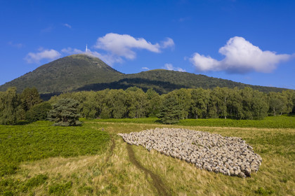 France, Puy de Dome, Parc Naturel Régional des Volcans d'Auvergne (regional nature park of Auvergne volcanoes), Chaine des Puys listed as World heritage by UNESCO, the shepherdess Charlotte Hevin with her dogs and a flock of Rava sheep at the foot of the Puy de Dôme volcano (aerial view)
