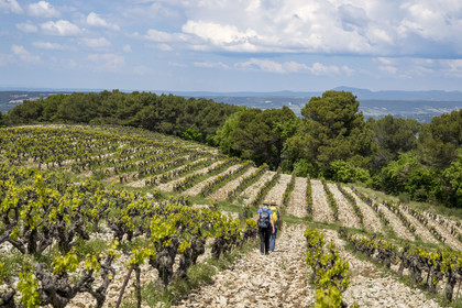France, Vaucluse (84), Dentelles de Montmirail, Séguret, les vignobles du Domaine viticole de Mourchon