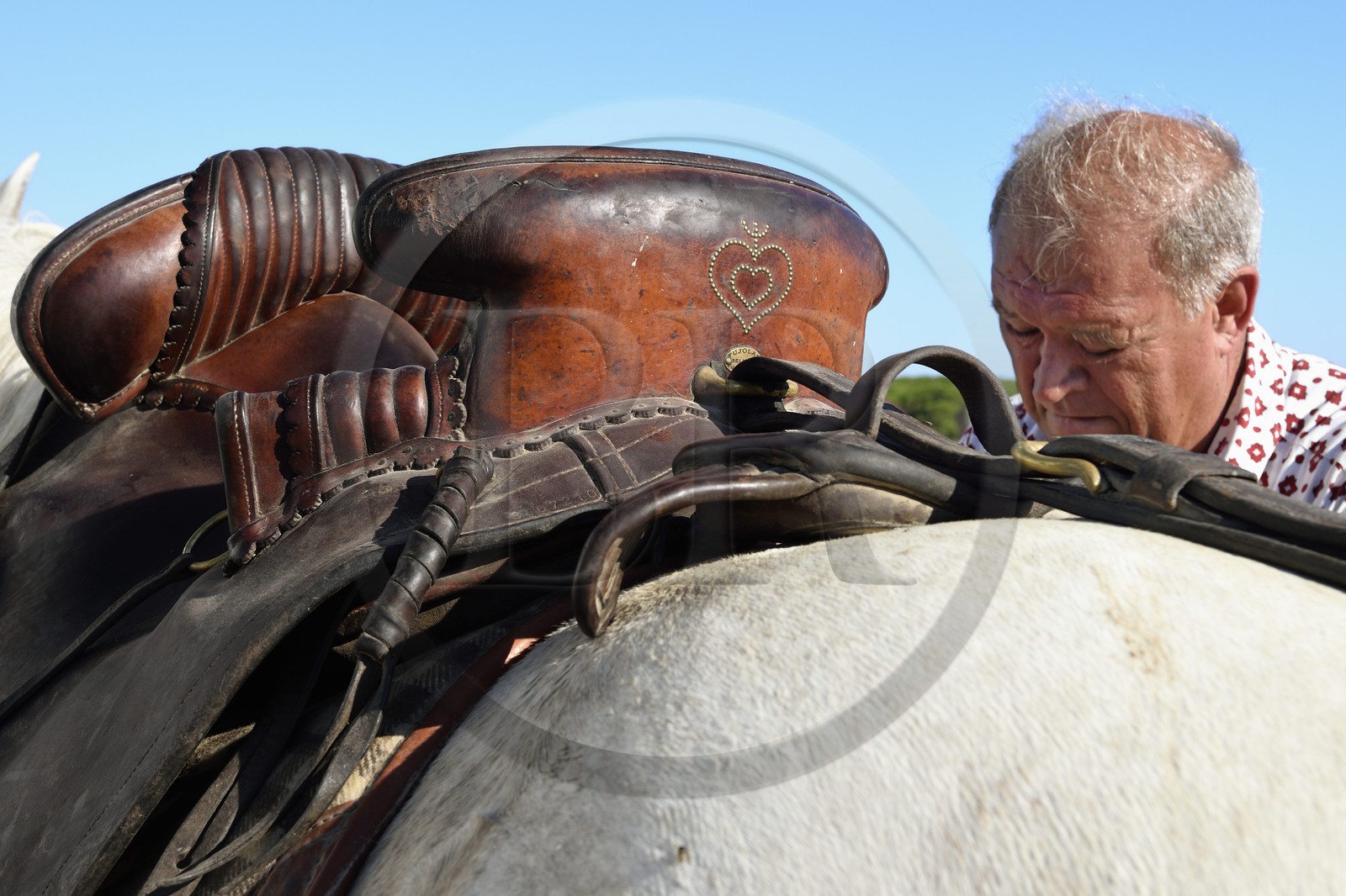 France, Bouches-du-Rhône (13), Parc naturel régional de Camargue, vers l'étang de Malagroy, le manadier Jacques Mailhan, éleveur de chevaux et taureaux de Camargue