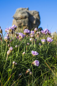 France, Cotes-d'Armor, Cote d'Ajoncs, Plougrescant, site of the Plougrescant Gouffre, Armeria maritima flower