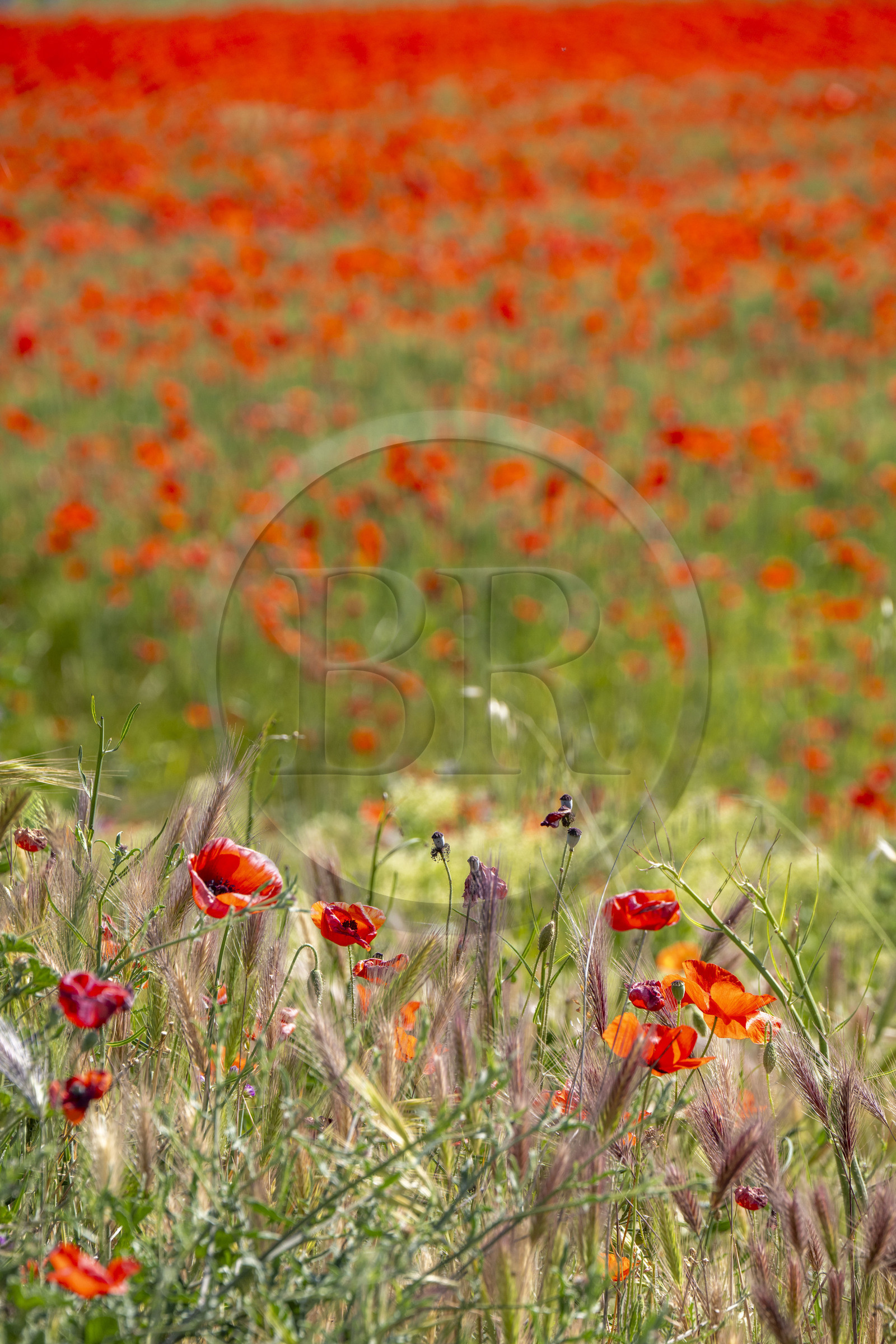 France, Bouches-du-Rhône (13), Mallemort, champ de coquelicots