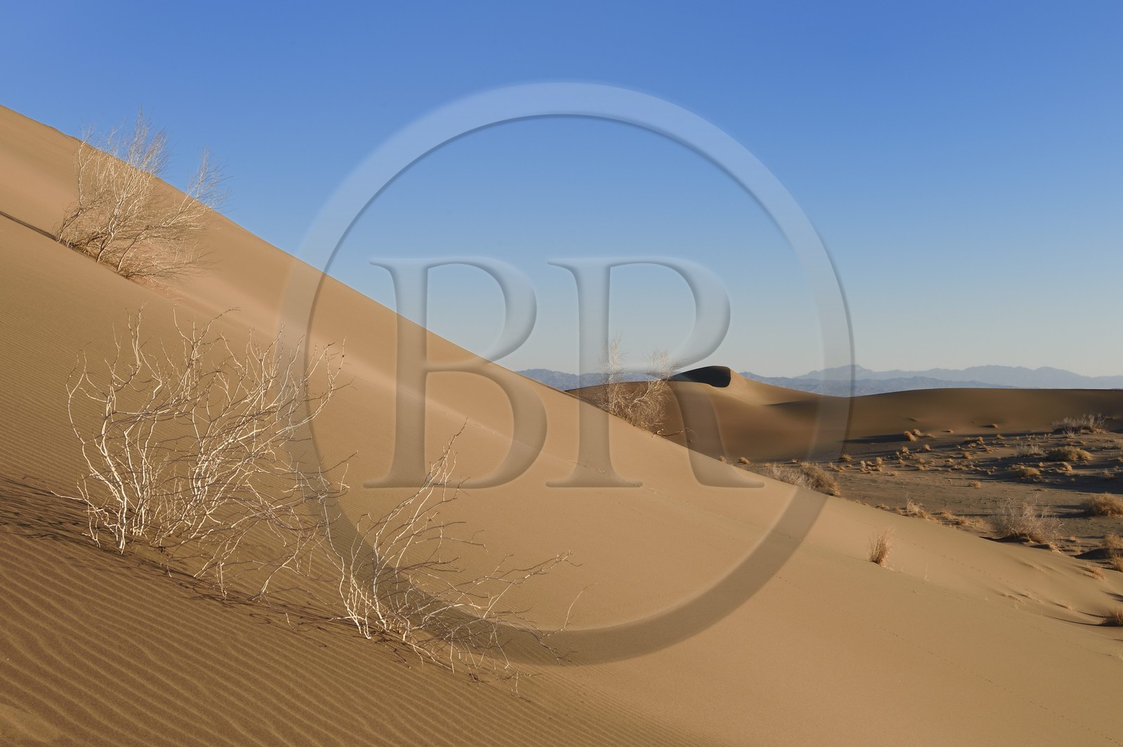 Iran, Province de Yazd, désert du Dasht-e Kavir, Moghestan, dunes de sable et Tamarix aphylla capteur de sel Iran, Province de Yazd, désert du Dasht-e Kavir, Moghestan, dunes de sable et Tamarix aphylla capteur de sel