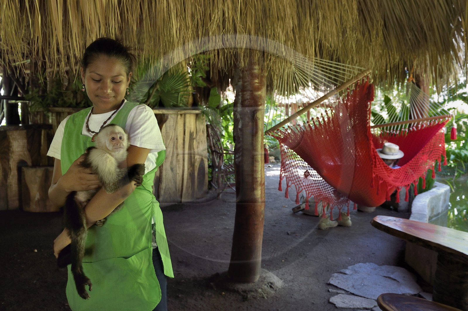 Nicaragua, Lac Nicaragua, Las Isletas de Granada, isla Zopango, sieste dans un hamac et Capucin moine (Cebus capucinus) Nicaragua, Nicaragua lake, Las Isletas de Granada, isla Zopango, nap in a hammock and white-headed capuchin (Cebus capucinus) Nicaragua, Lac Nicaragua, Las Isletas de Granada, isla Zopango, sieste dans un hamac et Capucin moine (Cebus capucinus) Nicaragua, Nicaragua lake, Las Isletas de Granada, isla Zopango, nap in a hammock and white-headed capuchin (Cebus capucinus)