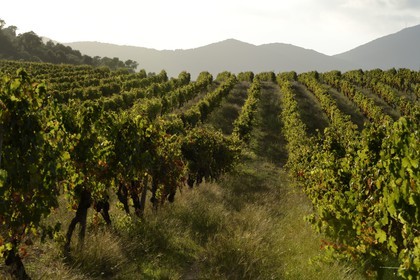 France, Corse du Sud, Sartene region, Fiumicicoli wine estate, vineyard