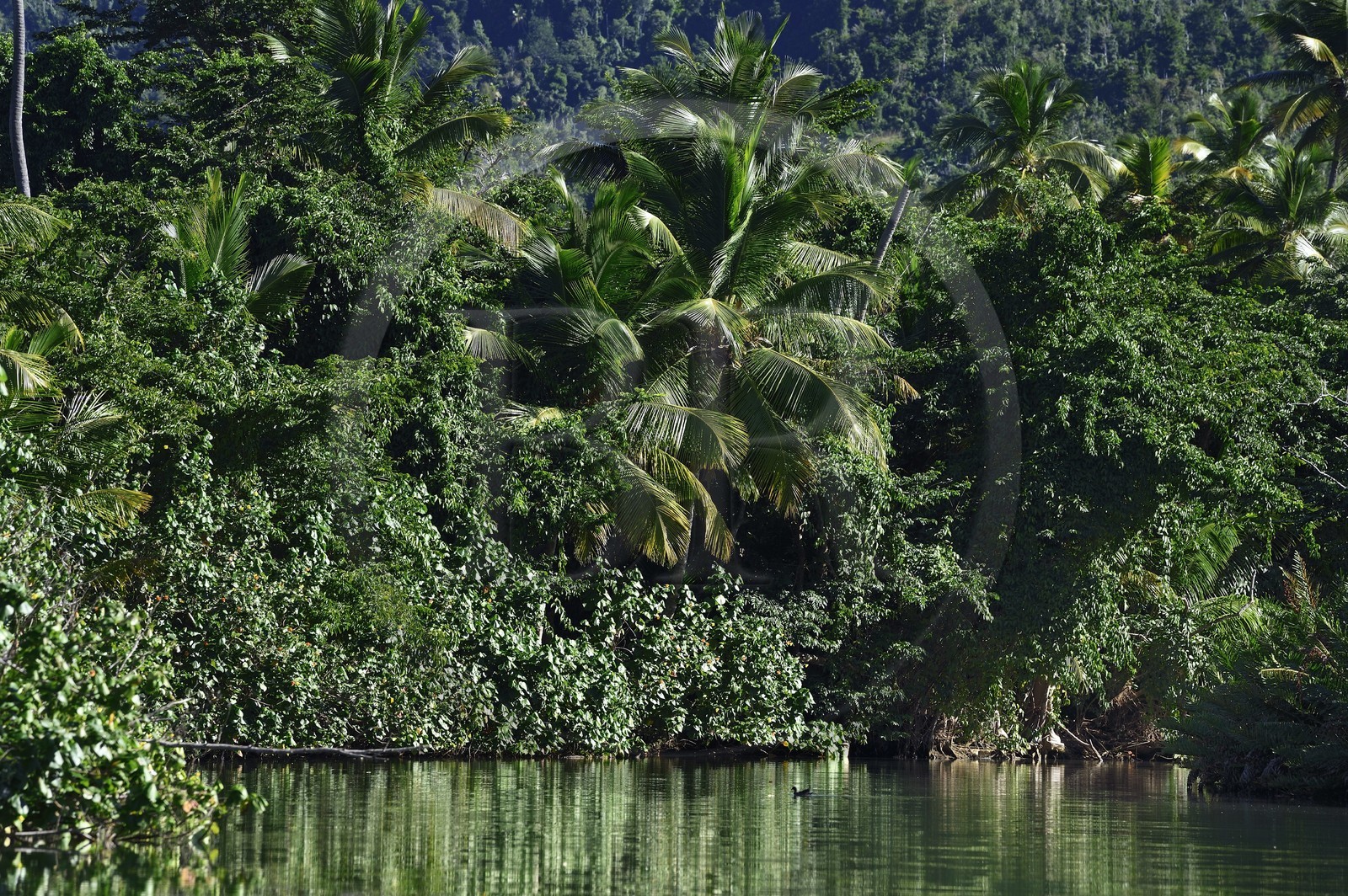 Caribbean, Dominica Island, Portsmouth, the banks of the Indian River