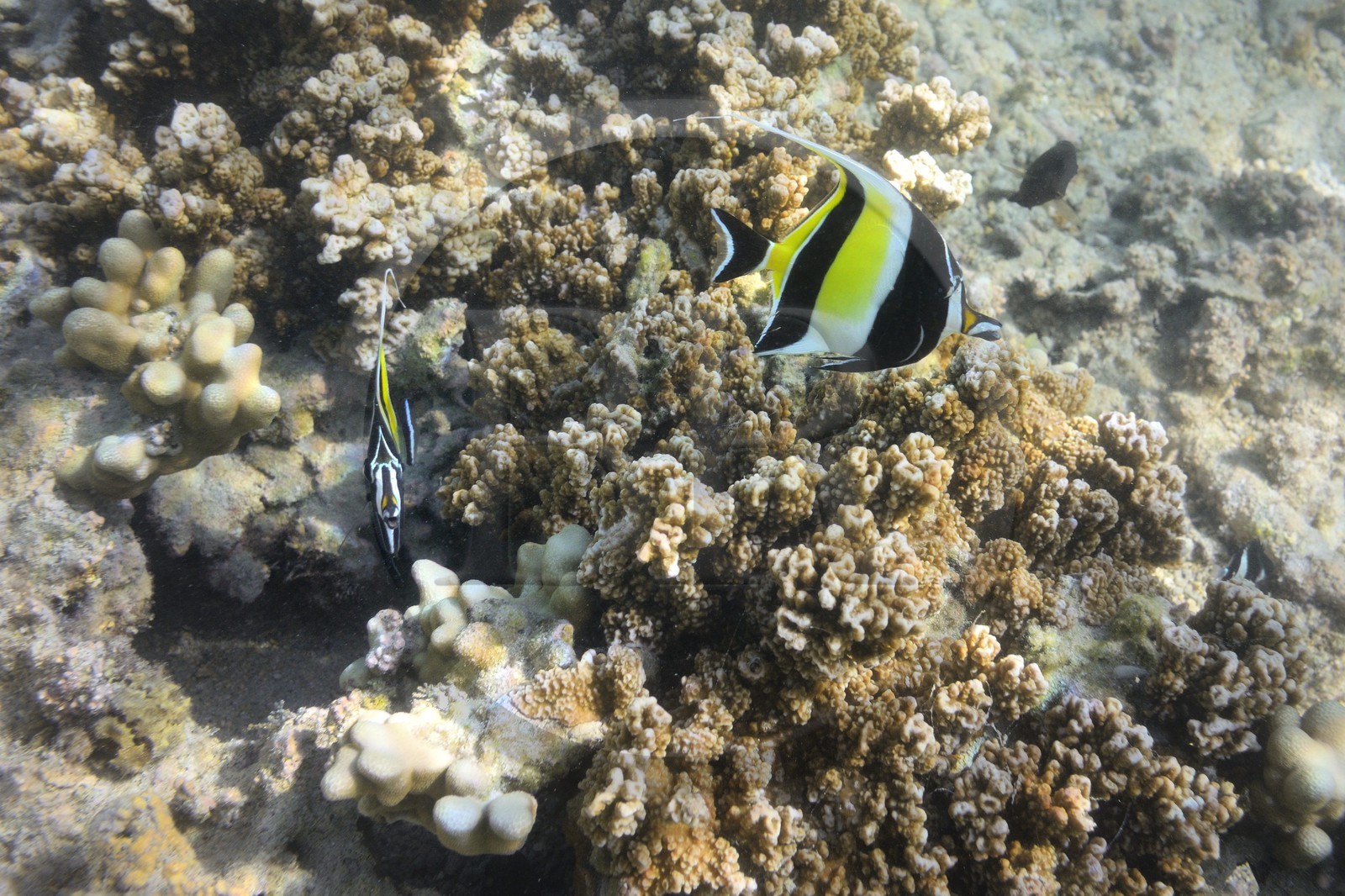 France, Reunion island (French overseas department), West Coast, Saint Gilles Les Bains (town of Saint-Paul), coral reef of Ermitage and La Saline Les Bains lagoon, Moorish idol (Zanclus cornutus) (underwater view)
