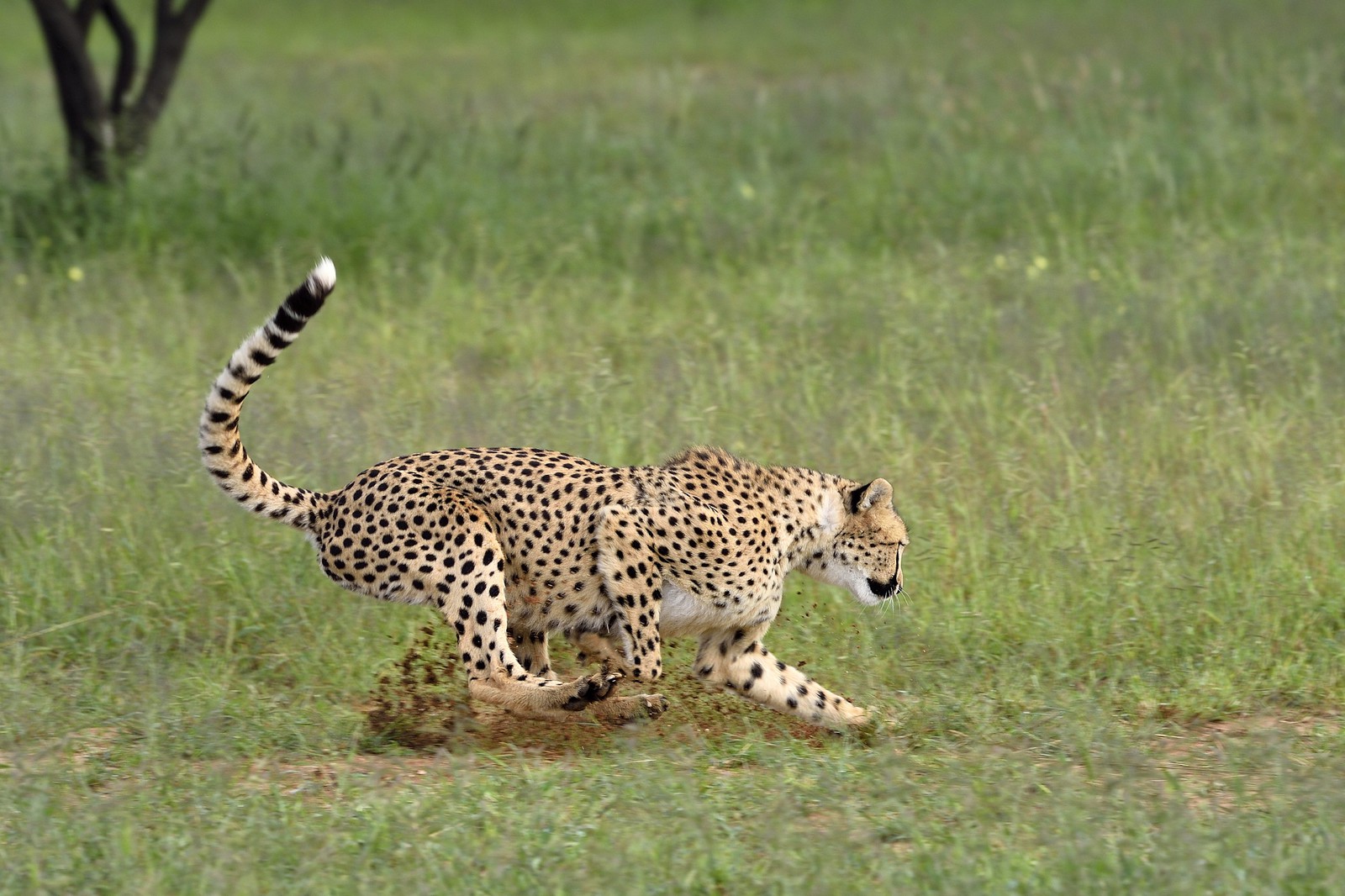Namibie, Otjiwarongo, Cheetah Conservation Fund, centre de recherche et d'éducation, guépard (Acinonyx jubatus) chassant un leurre pour lui donner de l'exercice et garder la forme