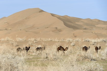 Iran, Province d'Ispahan, désert du Dasht-e Kavir, Mesr dans la région de Khur et Biabanak, dromadaires (Camelus dromedarius) au pied des dunes de sable
