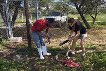 Namibie, Otjiwarongo, Cheetah Conservation Fund, centre de recherche et d'éducation, cuisse d'âne destinée à nourrir les guépards