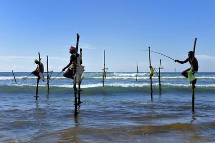 Sri Lanka, Province du Sud, région de Galle, plage de Midigama, pecheurs sur poteaux