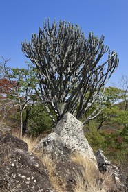 Zimbabwe, Midlands province, Gweru region, Dunraven falls, Euphorbia candelabrum