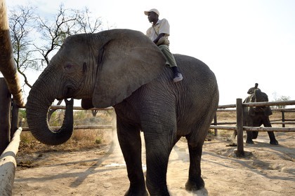 Zimbabwe, Midlands Province, Gweru, Antelope Park, African elephant (Loxodonta africana), the Camp is home to a herd of elephants with which many activities are offered including elephant back safari