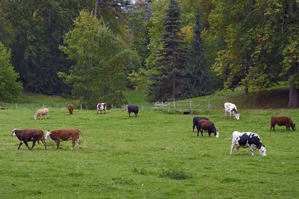 France, Calvados (14), Pays d'Auge, La Roque Baignard, troupeau de vaches