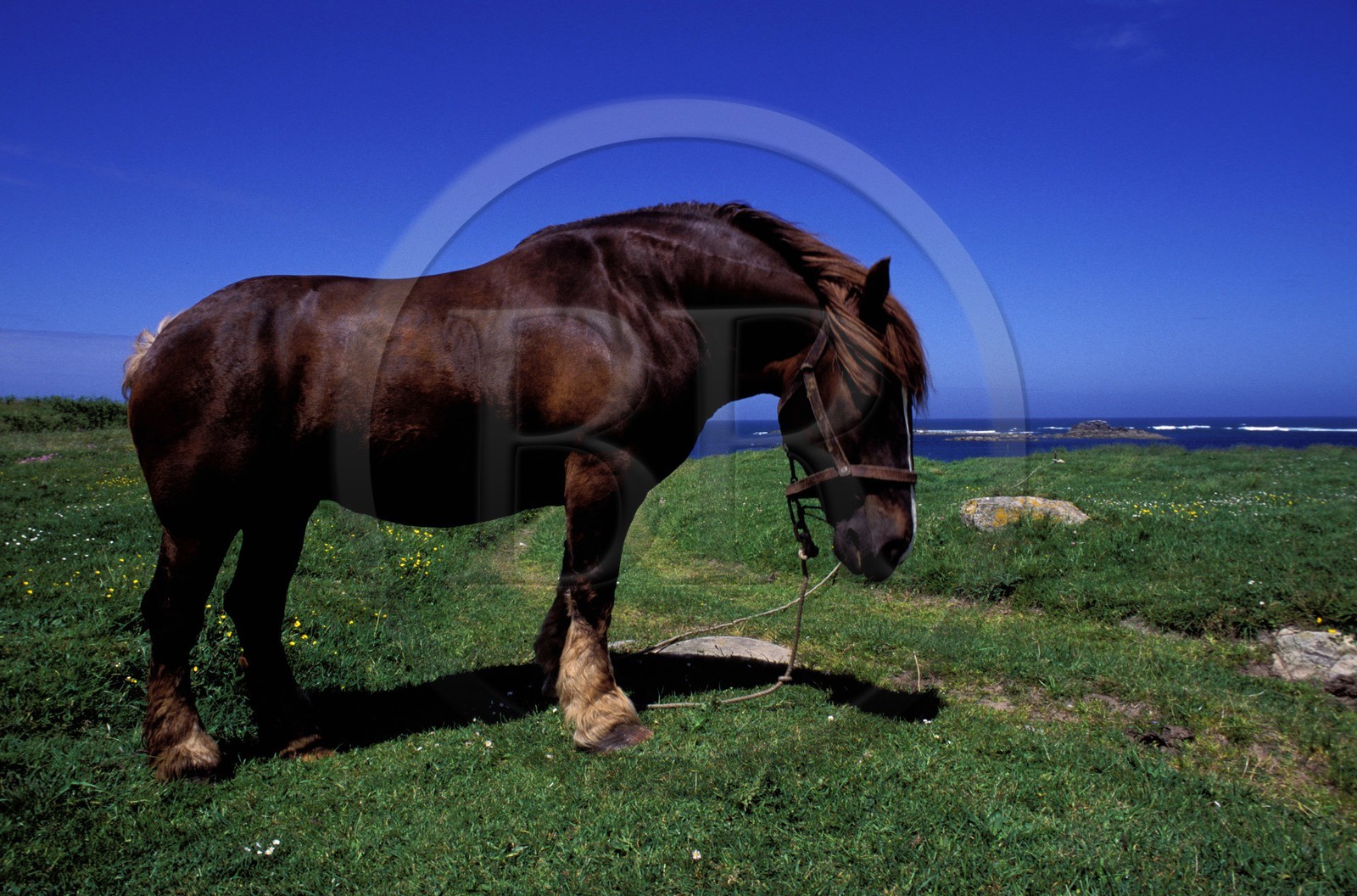 France, Finistere, Batz Island, plough horse (stallion)