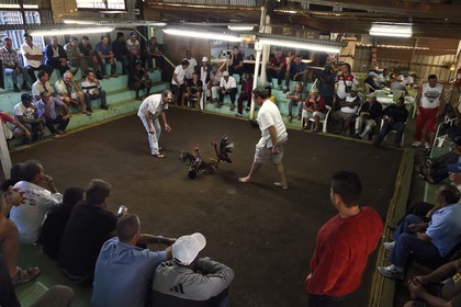 France, Ile de la Reunion, Petit Tampon, combat de coqs dans le Rond de Coq