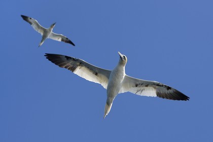 France, Cotes-d'Armor, Perros-Guirec, Sept-Iles Archipelago and bird sanctuary, Rouzic island, northern gannets (Morus bassanus)