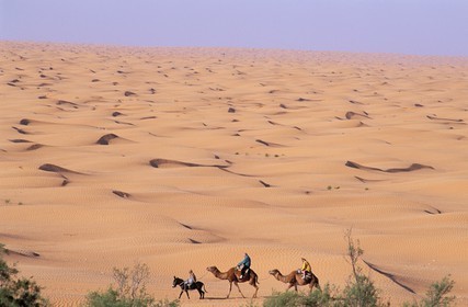 Tunisia, Southern Tunisia, Ksar Ghilane oasis, camel ride in the sand dunes of the Grand Erg Oriental