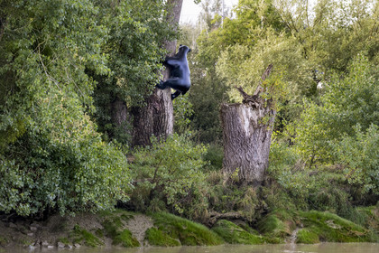 France, Loire-Atlantique (44), Bouguenais, Port Lavigne sur les rives de la Loire, collection d'art contemporain à ciel ouvert Estuaire, The Settlers (“Les Colons”) réalisé par l'artiste américaine Sarah Sze, sculpture d'un ourson qui grimpe sur un arbre