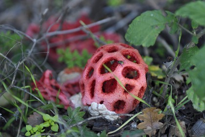 France, Var (83), Massif des Maures, Collobrières, champignon clathre rouge (Clathrus ruber), il était utilisé au Moyen Age par les sorciers et les jeteurs de sort