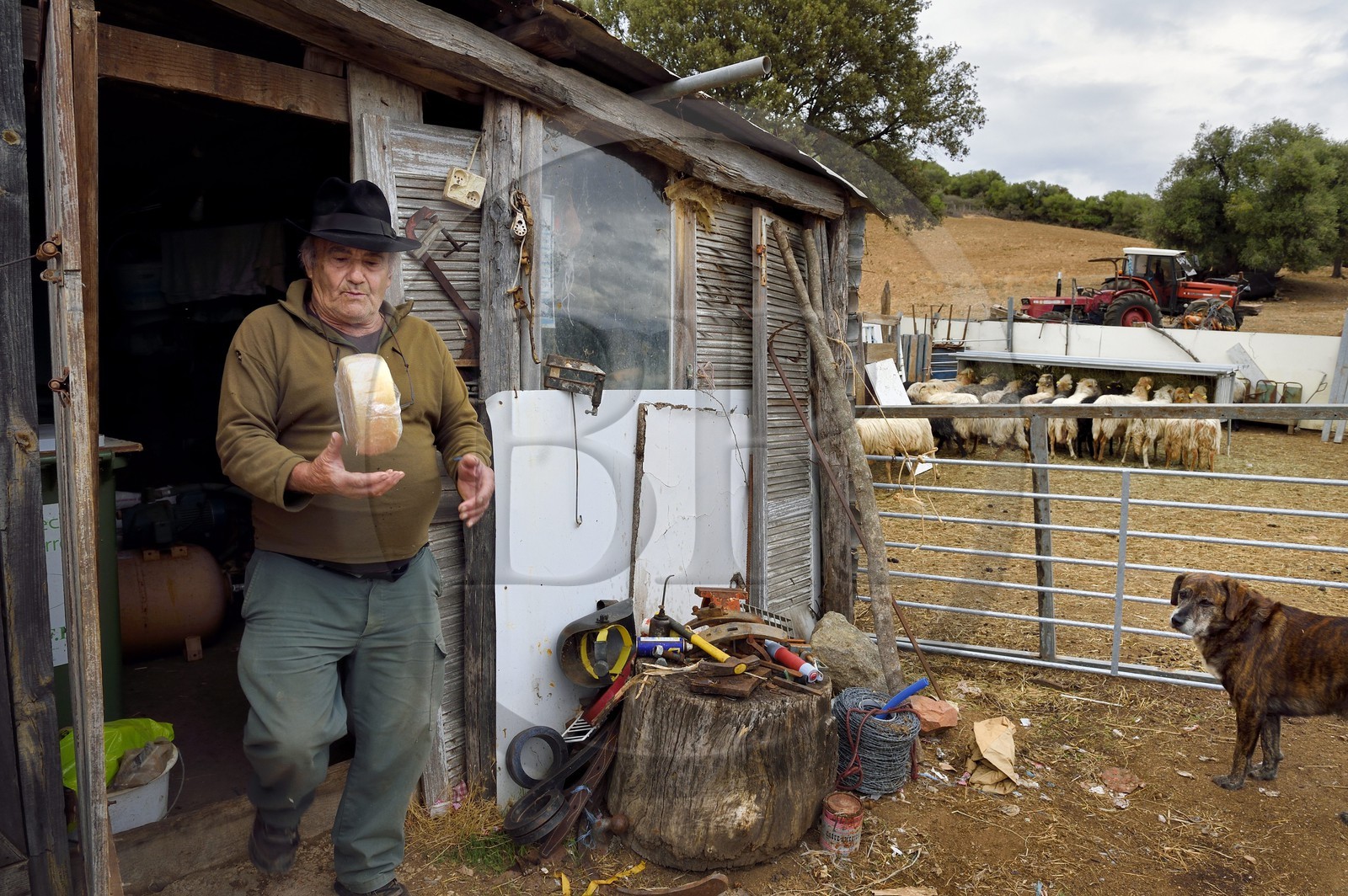 France, Corse du Sud, Cargese,  the shepherd Francois Defranchi producer of sheep cheese