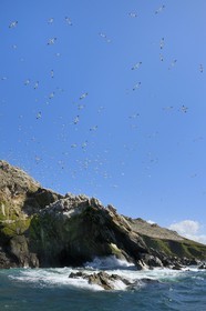 France, Cotes-d'Armor, Perros-Guirec, Sept-Iles Archipelago and bird sanctuary, Rouzic island, northern gannets colony (Morus bassanus), single point of nesting in France for more than 20,000 couples
