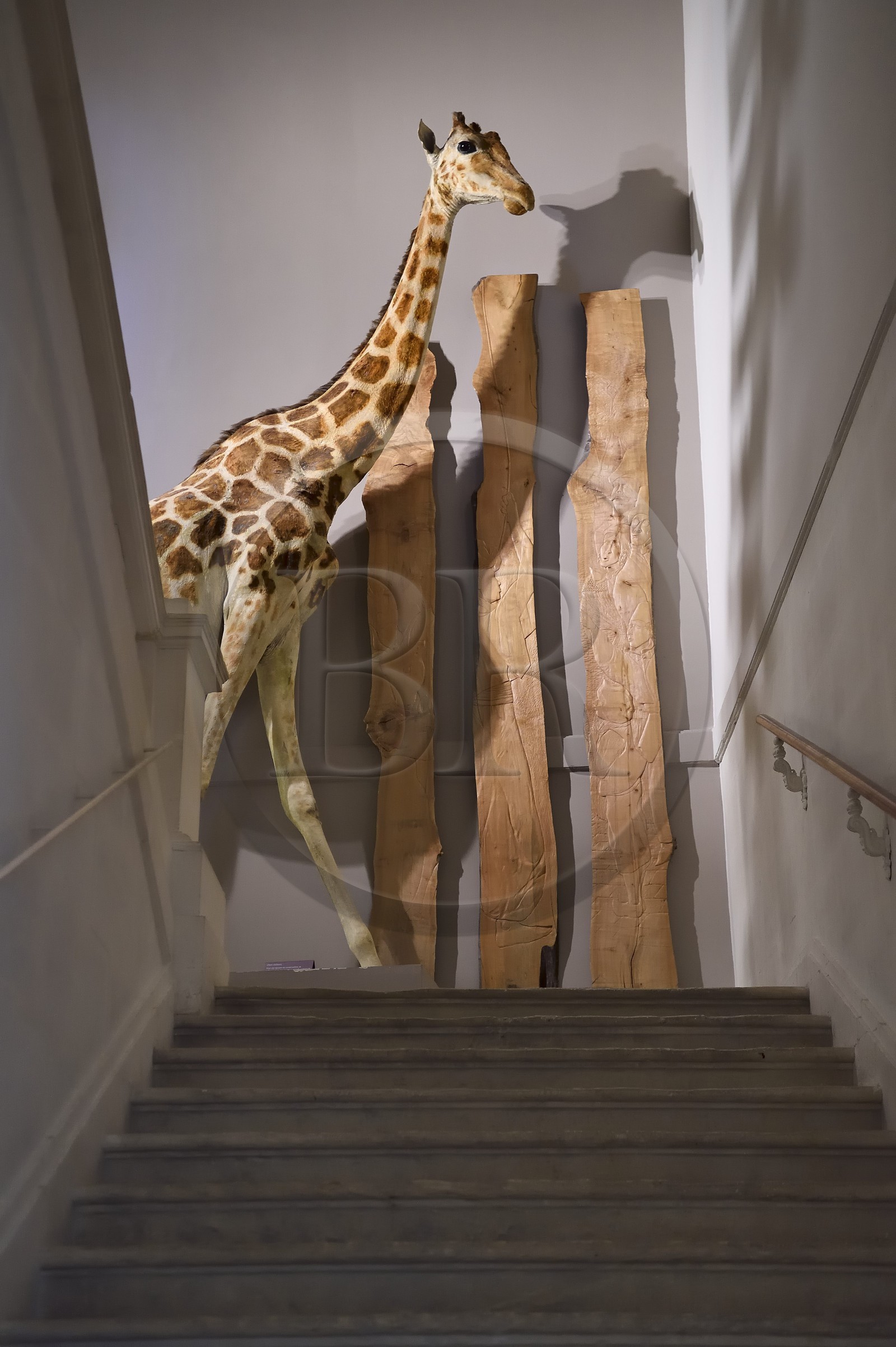 France, Charente-Maritime, La Rochelle, the Muséum d'histoire naturelle (natural history museum or museum Lafaille), the giraffe offered to Charles X by Mehemet Ali