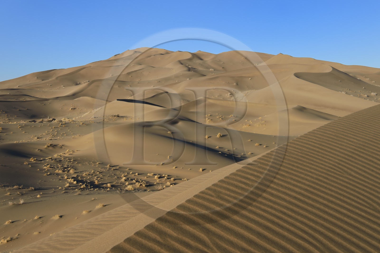 Iran, Province de Yazd, désert du Dasht-e Kavir, Moghestan, massif dunaire dont la plus haute dune atteint les 200 mètres