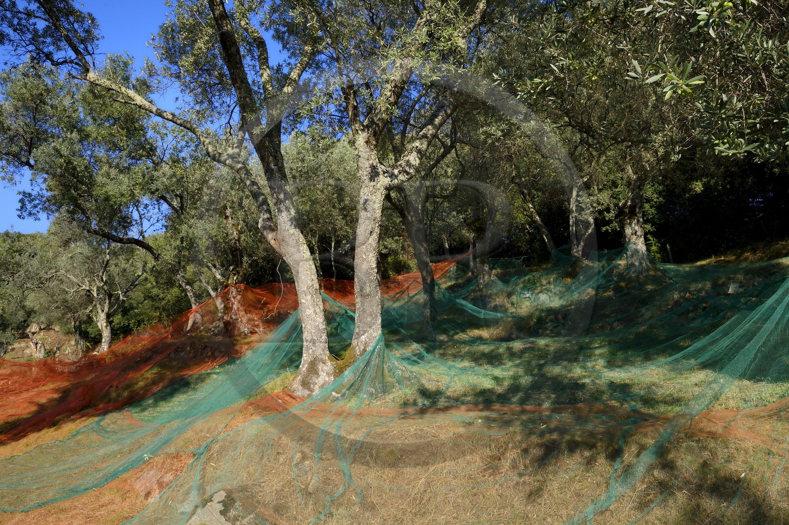 France, Corse-du-Sud (2A), Alta Rocca, Sainte-Lucie-de-Tallano (Santa Lucia di Tallà), olives de la variété germaines de Tallano France, Corse-du-Sud (2A), Alta Rocca, Sainte-Lucie-de-Tallano (Santa Lucia di Tallà), olives de la variété germaines de Tallano