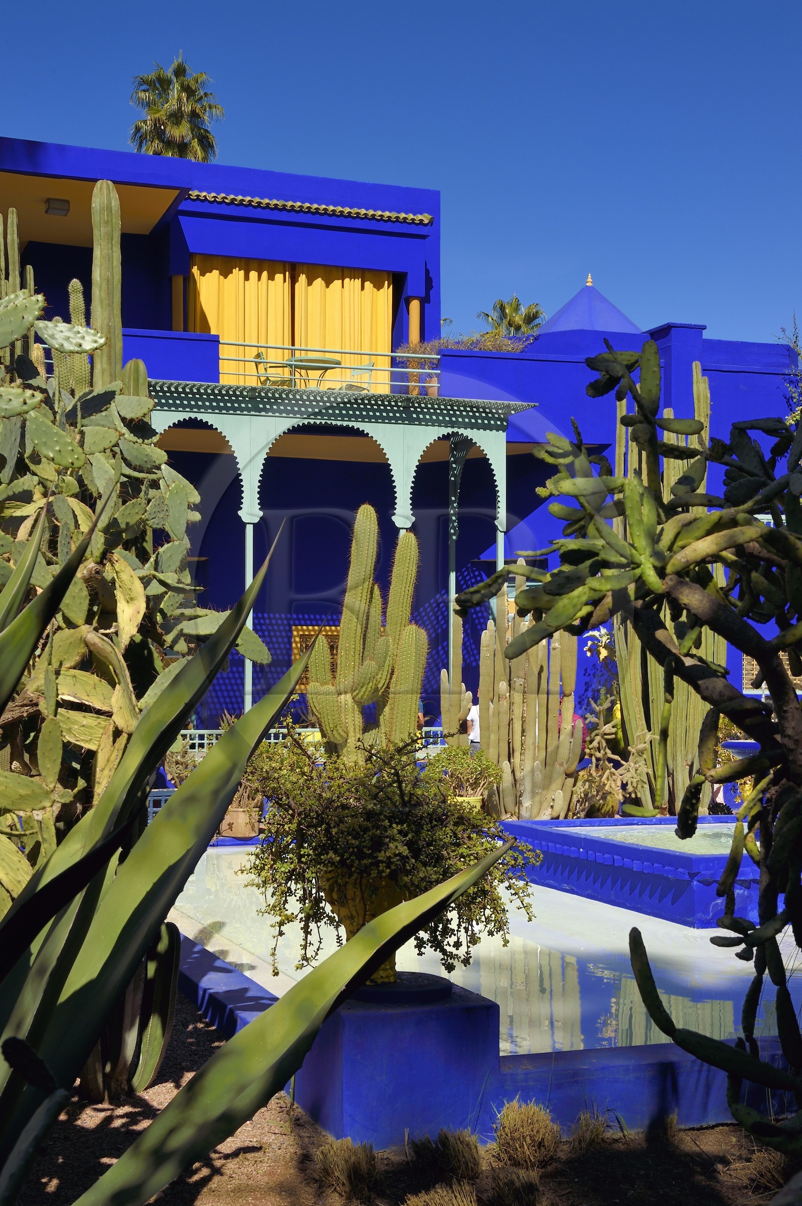 Maroc, Haut-Atlas, Marrakech, ville impériale, quartier de Gueliz, jardin Majorelle fondé en 1931 par le peintre français Jacques Majorelle puis racheté en 1980 par Yves Saint Laurent et Pierre Bergé