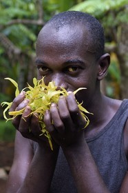 France, Mayotte island (French overseas department), Grande-Terre, Ouangani, essential oil distillery based on ylang ylang flower petals (Cananga odorata) in artisan alembic, Hassani Soulaimana co-leader of Aromaoré