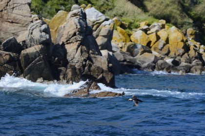France, Cotes-d'Armor, Perros-Guirec, Sept-Iles Archipelago and bird sanctuary, Rouzic island, Atlantic Puffin (Fratercula arctica)