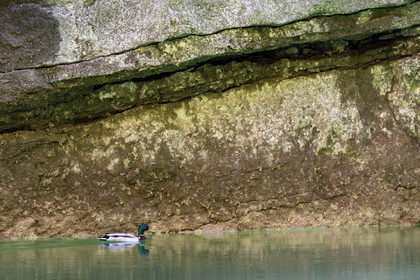 Var on the Left Bank and Alpes de Haute Provence on the Right Bank, Parc Naturel Regional du Verdon, Basses Gorges du Verdon downstream of Lake St. Croix, duck in the gorges de Baudinard