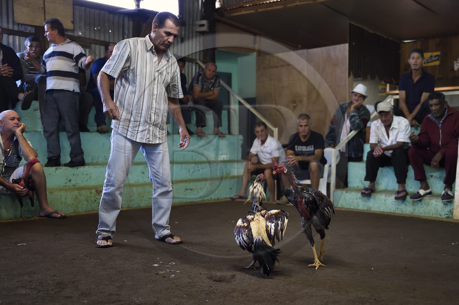 France, Ile de la Reunion, Petit Tampon, combat de coqs dans le Rond de Coq