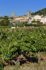 France, Var, the Dracenie, Les Arcs-sur-Argens, vineyard