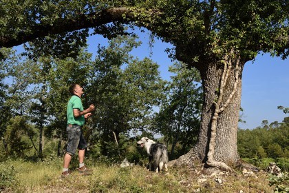 France, Var (83), Provence Verte, Bras, domaine de la maison d'hotes Le Peyrourier, le sourcier et trufficulteur Philippe Boit, accompagné de sa chienne truffière Fanny, il interroge à l'aide de ses baguettes en cuivre le chêne pour savoir s'il produit des truffes