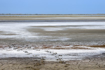 France, Bouches-du-Rhône (13), Parc naturel régional de Camargue, dépot de sel dans le bassin du Fangassier